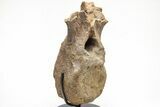 Triceratops Dorsal Vertebra on Metal Stand - Wyoming #211082-2